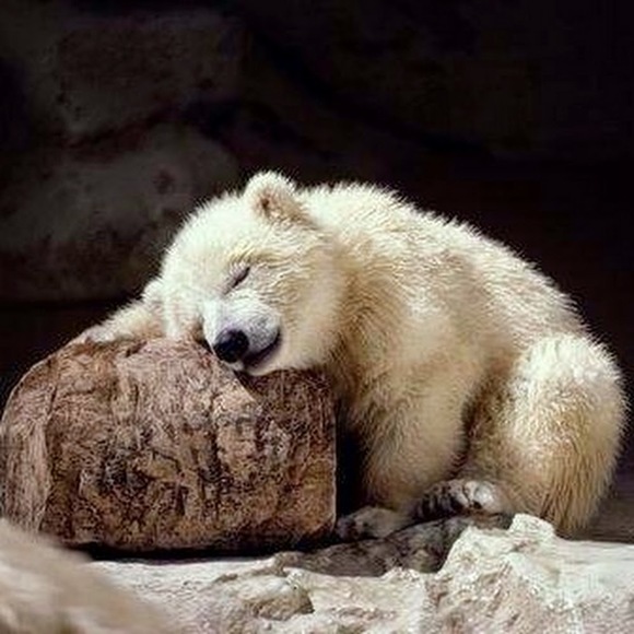 Meet your Posher, Cristi - Picture 1 of 1